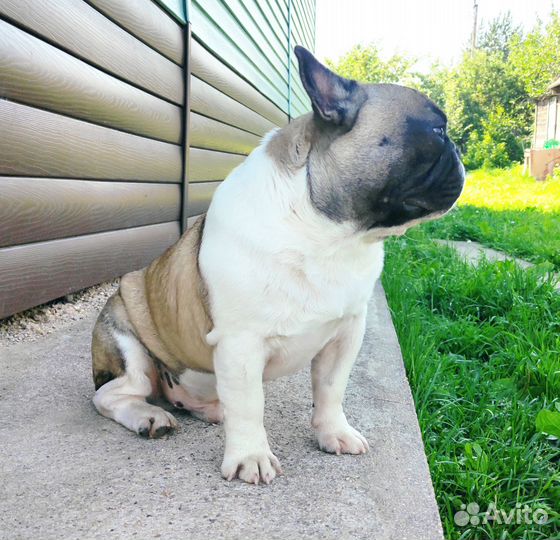 Bouledogue français