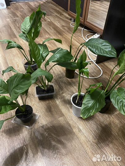 Спатифиллум