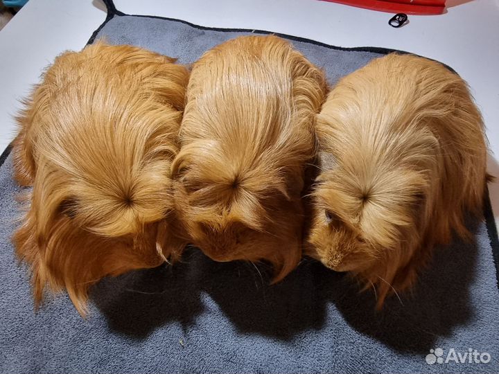 Морские свинки