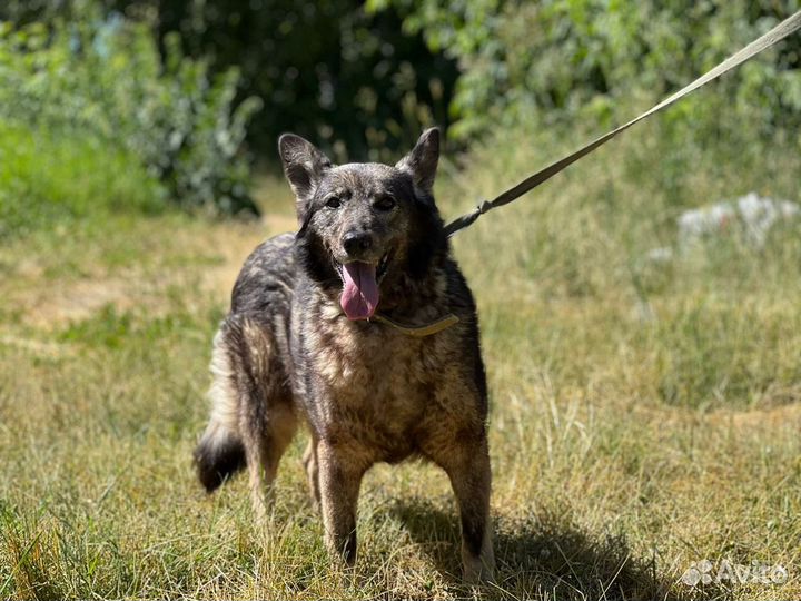 Бинго надеется на домашнюю жизнь