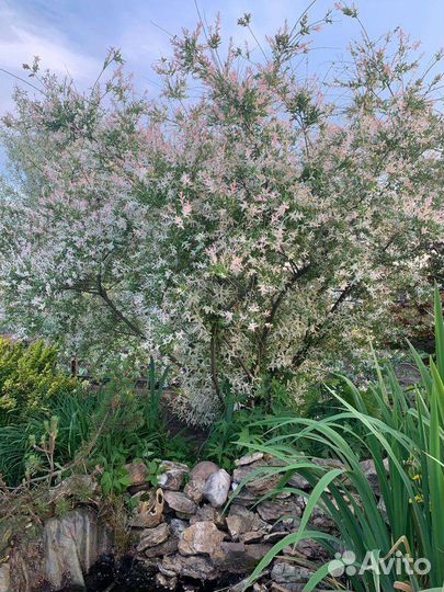 Ива фламинго