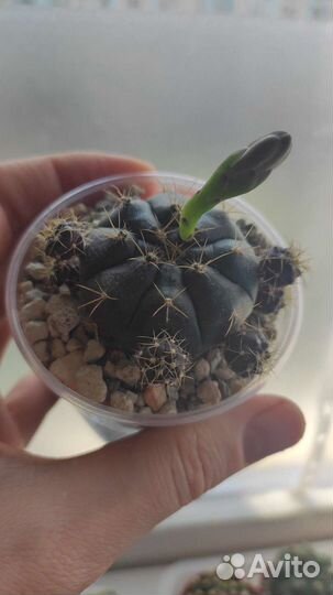 Гимнокалициум Аниситси