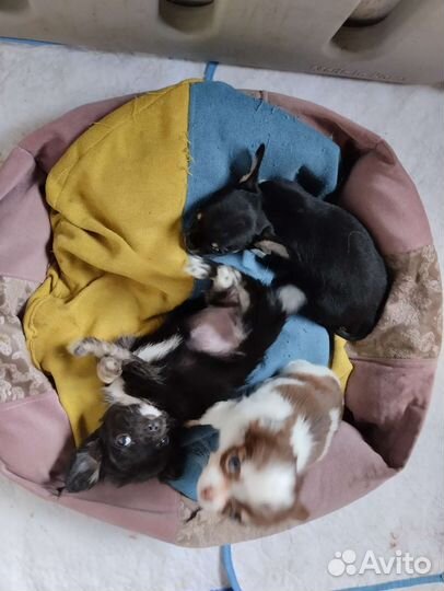 Чихуахуа гладкий мальчик. Доставка