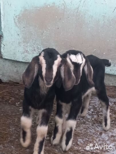 Нубийские козы