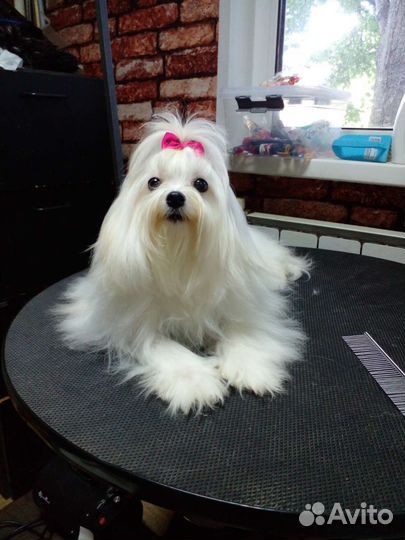 Грумер стрижка собак