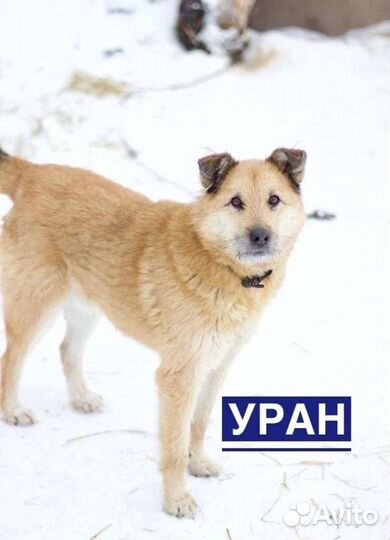 Собаки бесплатно в добрые руки