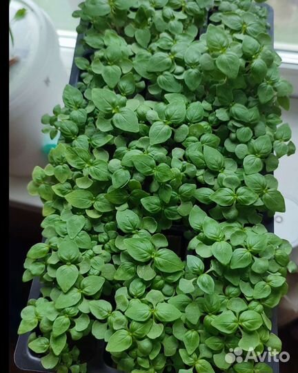 Базилик лимонный