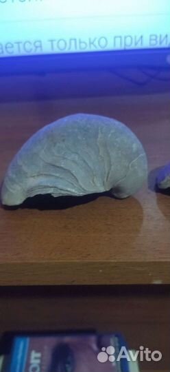 Окаменелости, Грифея