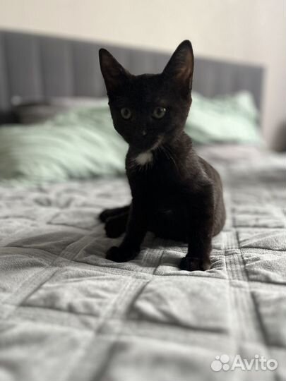 Котенок