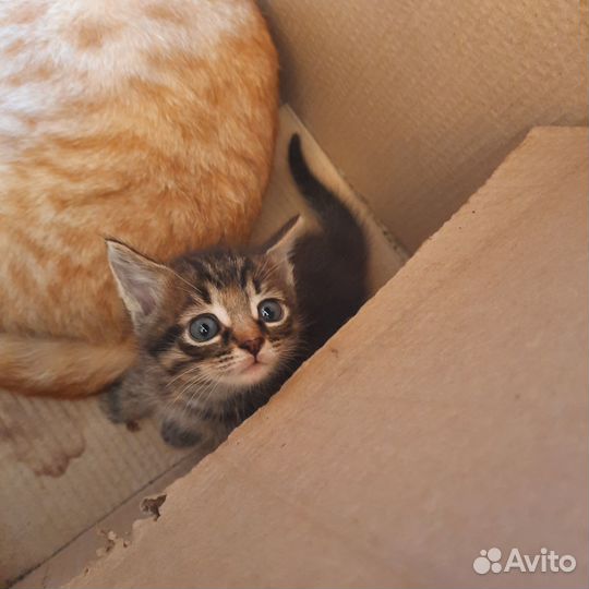 Кошки в добрые руки бесплатно