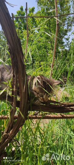 Котята бесплатно