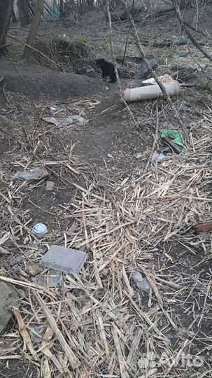 Двортерьер