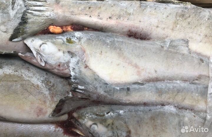 Горбуша непотрошеная