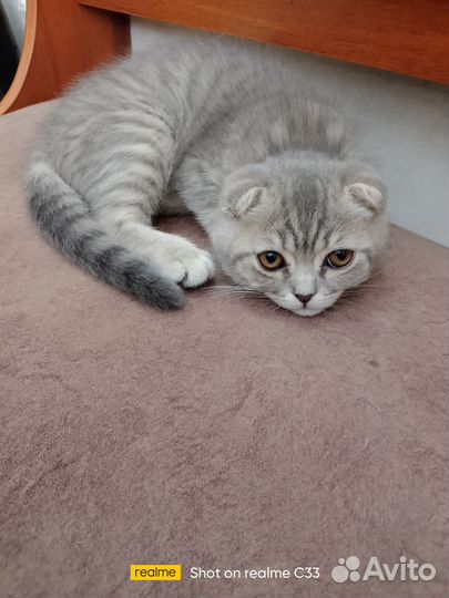 Шотландские вислоухие и прямоухие котята