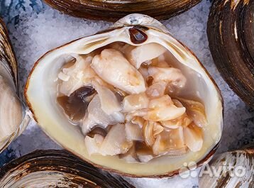 Спизула (песчанка)