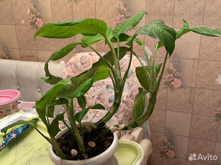 Диффенбахия зеленая