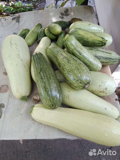 Продам картофель