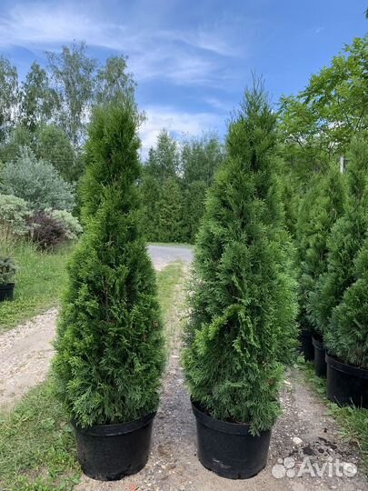 Туя Смарагд 120см