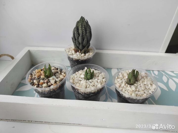 Детки суккулентов. Много сортов