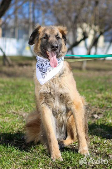 Трусишка Тайсон