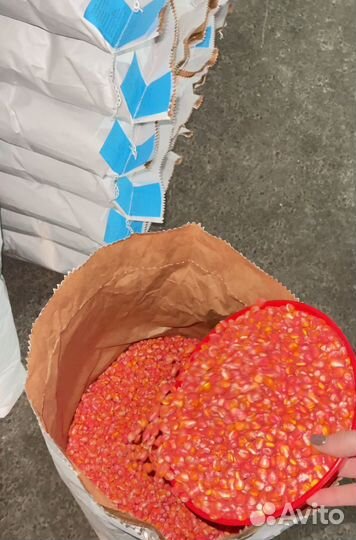 Семена кукурузы Краснодарский 291