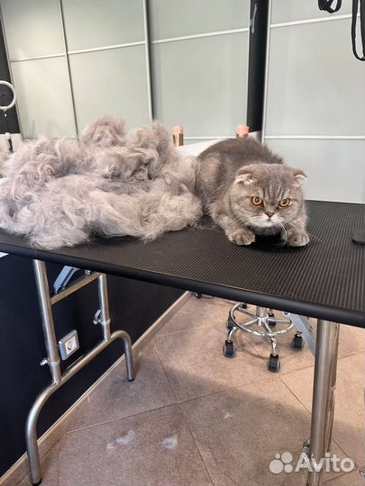 Стрижка собак и кошек/груминг/триминг/линька