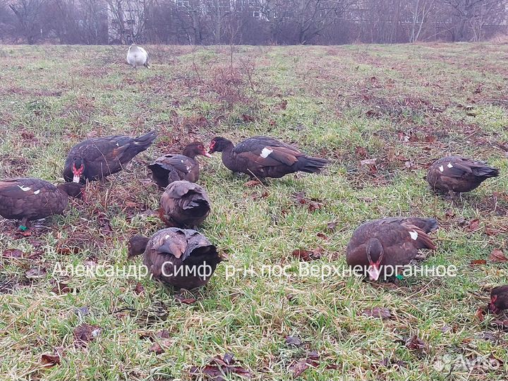 Утята Мускусных уток Тяжёлых линий 
