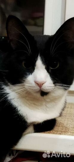 В добрые руки