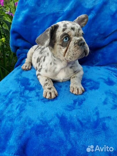 Французская красота