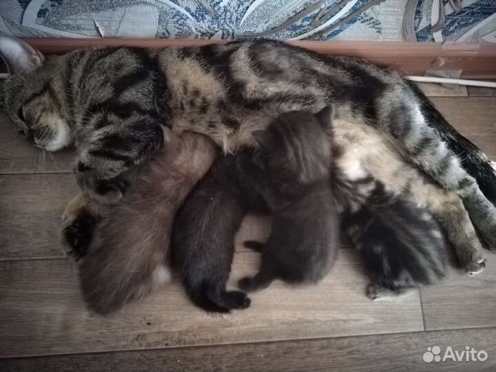 Шотландские котята