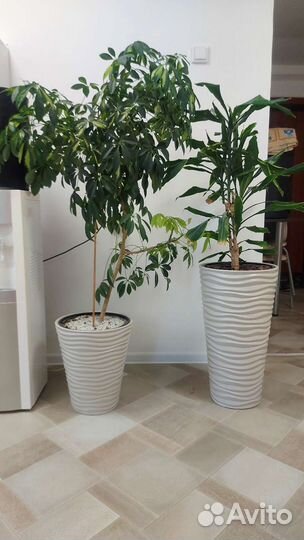 Растения цветы