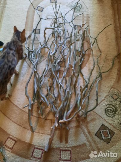 Ива кудрявая