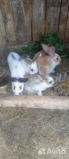 Продам крольчат