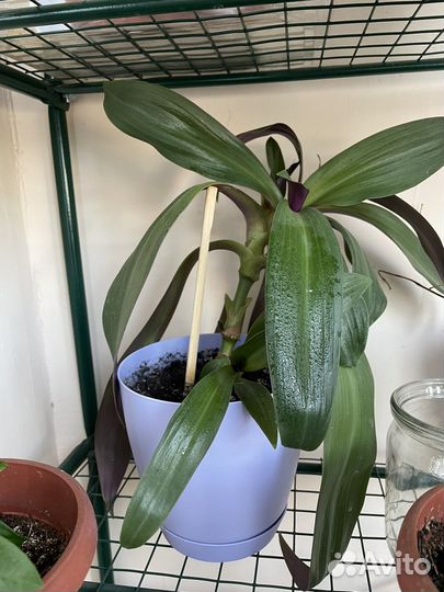 Комнатный цветок Рео