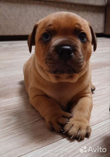 Стаффордширский бультерьер