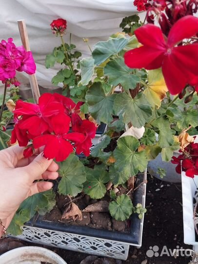 Пеларгония герань