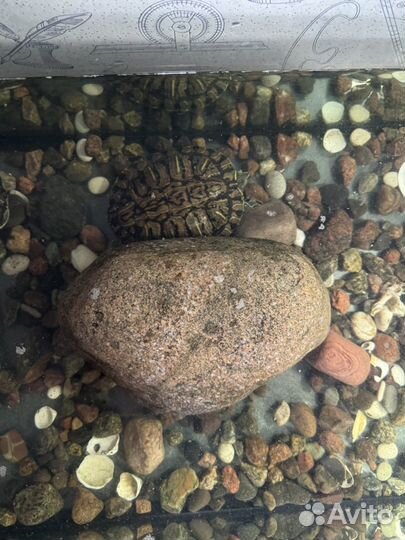 Черепахи красноухие с аквариумом