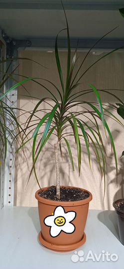 Растения для дома и офиса. Драцена