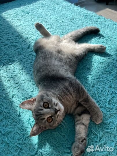 Кошка британка