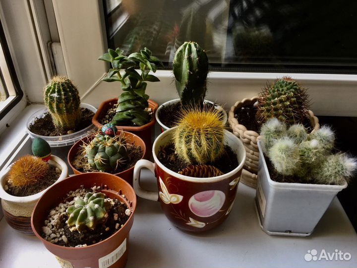 Кактусы и суккулент
