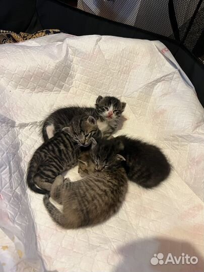 Котята в добрые руки