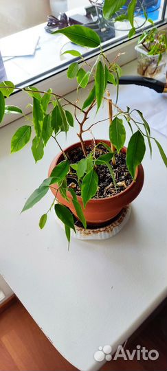 Фикус бенджамина