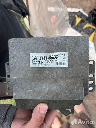 Мозги эбу на газель