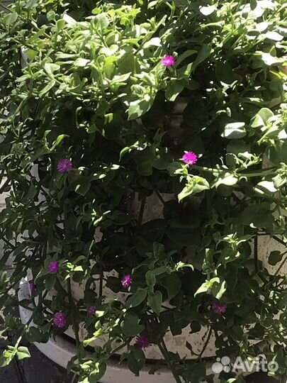 Аптения сердцелистная-крестовник