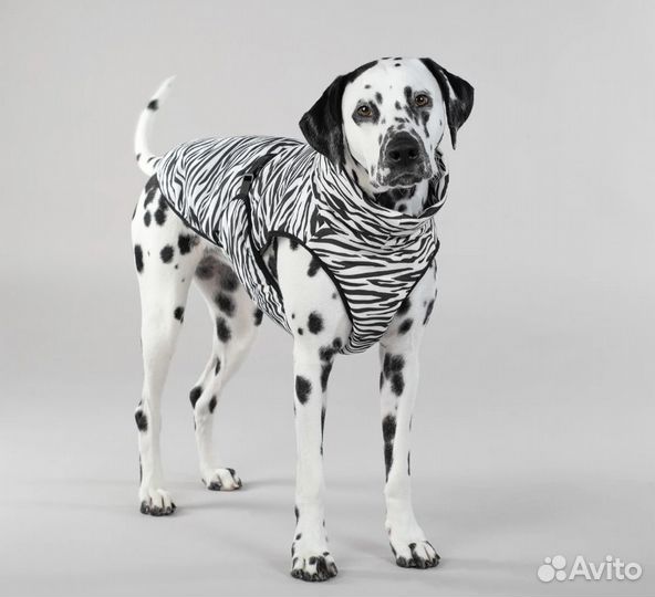 Жилет для собак paikka Cool & Bug - Zebra