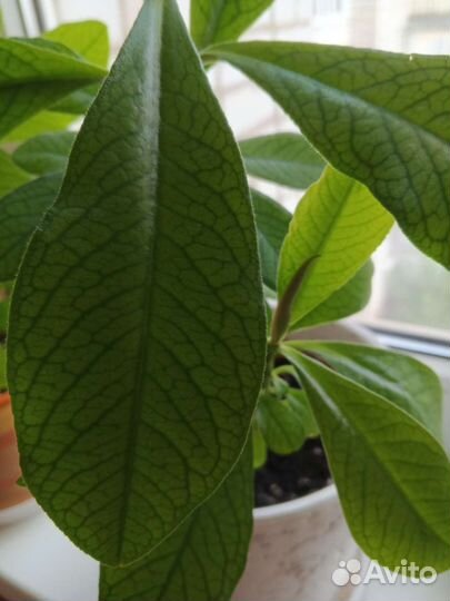 Цветок Синадениум Гранта