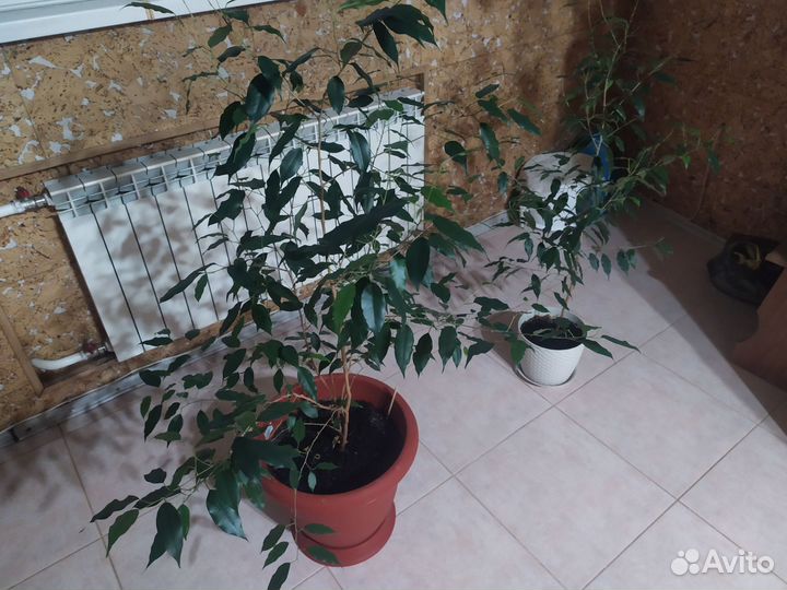 Фикус Бенджамина