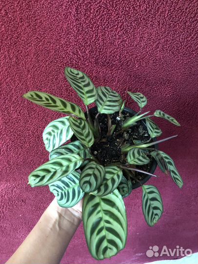 Комнатные цветы