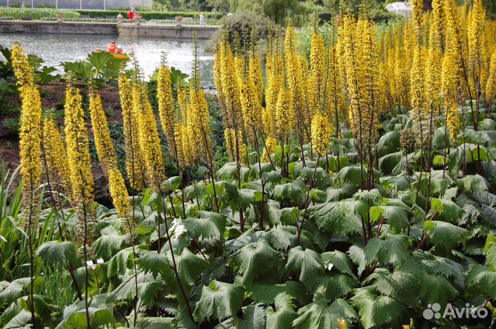 Садовые растения