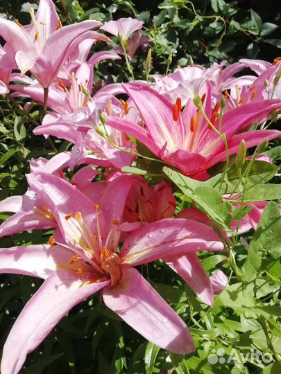 Лилии луковицы